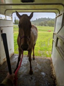 horse loading in a horsetrailer