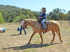 Private horse riding lessons