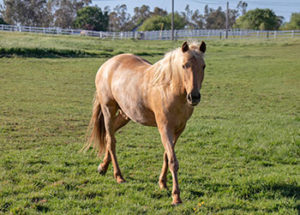 palomino horse in field