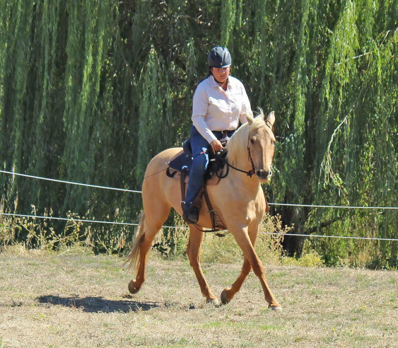 training a palomino horse
