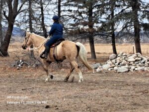 Working with a Client and her horse in Bridger, Montana